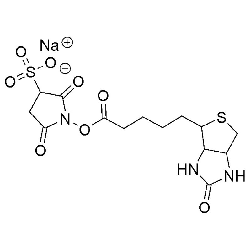 Sulfo-NHS-Biotin