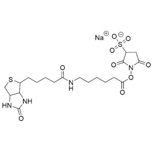 Sulfo-NHS-LC-Biotin