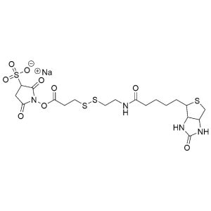 Sulfo-NHS-SS-Biotin
